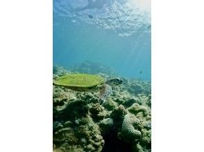 プランの魅力 真栄田岬のウミガメ の画像