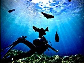 プランの魅力 美しさの頂点へ の画像