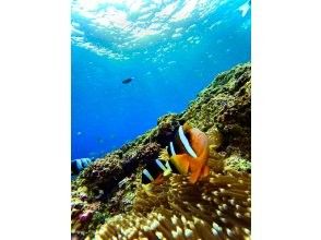 プランの魅力 Nemo's friends の画像