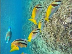 プランの魅力 Colorful tropical fish の画像