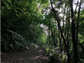 プランの魅力 ★You should definitely try lying down! "Utoro Hikage Hego Forest" の画像