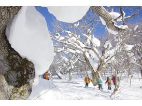 プランの魅力 Forest of Strange Trees の画像