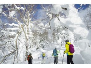 プランの魅力 Winter forest scenery の画像