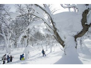 プランの魅力 Visiting the giant trees の画像