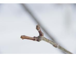 プランの魅力 Observing winter buds の画像