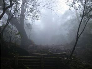 プランの魅力 짙은 안개 숲 の画像