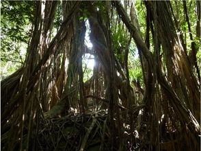 プランの魅力 Sunlight through the gaps between the trees の画像