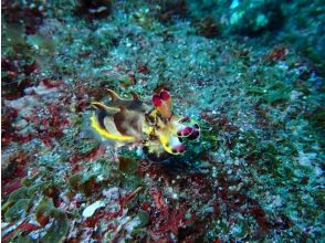 プランの魅力  の画像