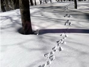 プランの魅力 野生動物の足跡 の画像