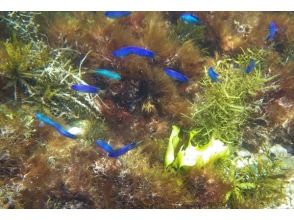 プランの魅力 Colorful fish の画像