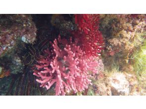 プランの魅力 Colorful strawberry coral の画像