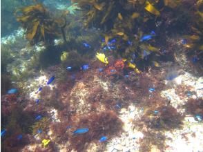 プランの魅力 Welcoming you with a blue damselfish の画像