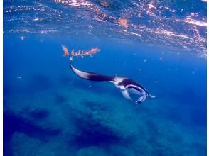 プランの魅力 水面で舞うマンタは圧巻です！ の画像