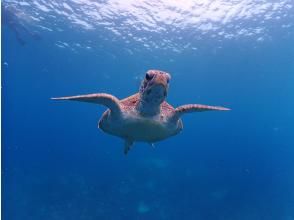 プランの魅力 ウミガメも見ることができます。 の画像