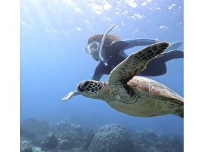プランの魅力 ウミガメを探しに行きましょう！ の画像