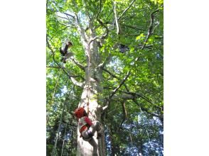 プランの魅力 自然と触れ合う木登り の画像