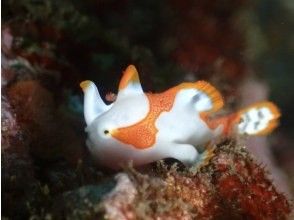 プランの魅力 魚の見分け方 の画像