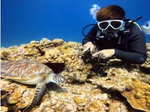 プランの魅力 ウミガメに出会える！？ の画像