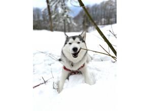 プランの魅力 轻松享受白雪皑皑的风景 の画像