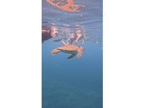 プランの魅力 If you're lucky, you might even be able to swim with the sea turtles coming up to the surface! の画像