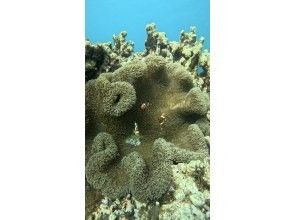 プランの魅力 There are many other creatures in the sea besides sea turtles! の画像