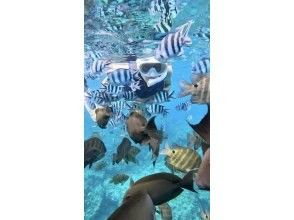 プランの魅力 Fish feeding experience! の画像