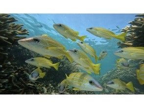 プランの魅力 วิทาโร่ ปลาที่คุณอาจพบเห็นได้ระหว่างทัวร์ の画像