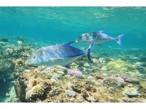 プランの魅力 ปลาเก๋ายักษ์ ปลาที่คุณอาจพบเห็นได้ระหว่างทัวร์ の画像