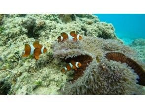 プランの魅力 ปลาการ์ตูน ปลาที่สามารถมองเห็นได้ระหว่างทัวร์ の画像