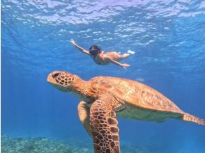 プランの魅力 ウミガメに出会える！？ の画像