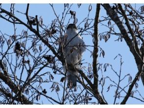 プランの魅力 Interact with wild birds that are natural monuments. の画像