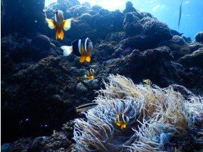 プランの魅力 You might even be able to see the popular clownfish! の画像