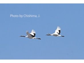 プランの魅力 タンチョウも出会える・・かも の画像