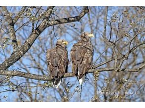 プランの魅力 オジロワシは夏でも出会えます・・ の画像