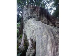 プランの魅力 長い時を成長してきた木々 の画像