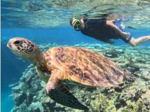 プランの魅力 ウミガメに出会える！？ の画像