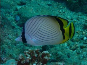 プランの魅力 サンゴや魚が　目の前を泳ぎます の画像