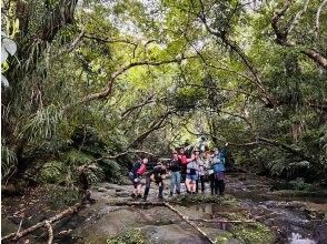 プランの魅力 Enjoy the subtropical jungle の画像