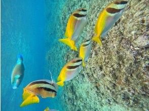 プランの魅力 色彩豊かな熱帯魚 の画像