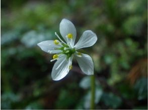 プランの魅力 小さくて綺麗な花 の画像