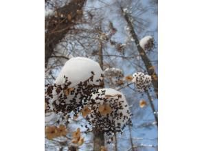 プランの魅力 大自然の中の感動的な発見 の画像