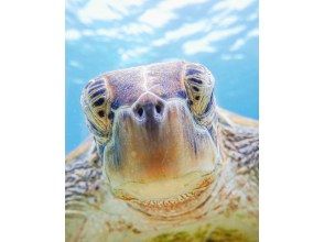 プランの魅力 The moment my eyes met with a sea turtle...! の画像