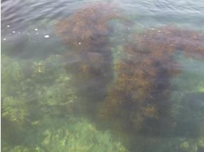 プランの魅力 底まで見える、あ！魚が の画像