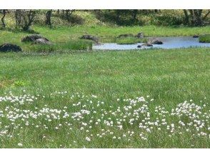 プランの魅力 ワタスゲ揺れるころ の画像