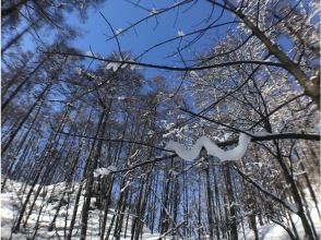 プランの魅力 You can relax just by looking at the winter forest! の画像