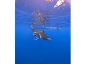 プランの魅力 水面で見れるマンタ！！ の画像