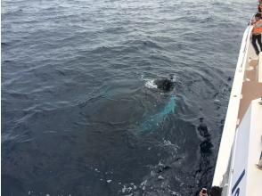 プランの魅力 時にはこんなに間近で！ の画像