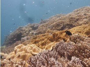 プランの魅力 お花畑のようなサンゴ群 の画像