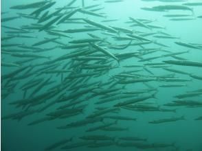 プランの魅力 カマスの群れ の画像