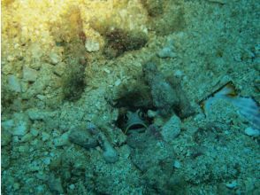 プランの魅力 目を凝らせば の画像